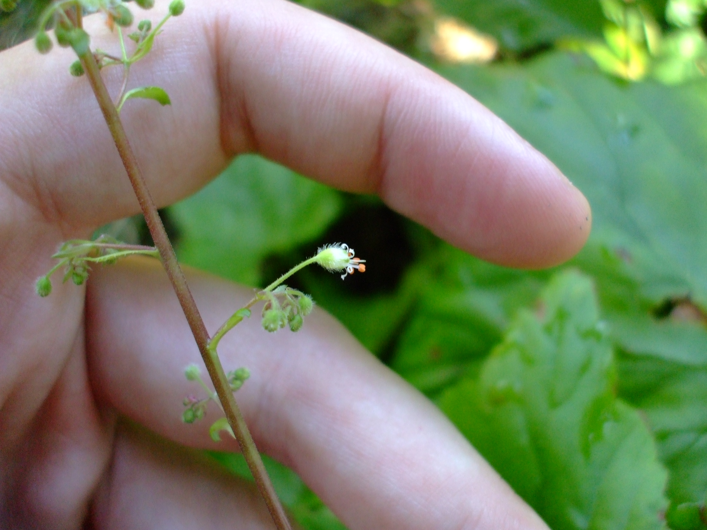 Heuchera villosa